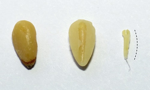 Disección de semilla de pino. Se muestran las partes principales: embrión, endospermo y cubierta seminal.