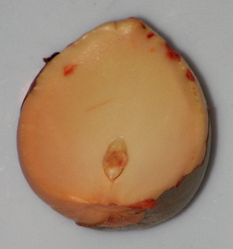 Corte longitudinal de semilla de aguacate. Se muestran algunas partes de la semilla: embrión, uno de los cotiledones y cubierta seminal.