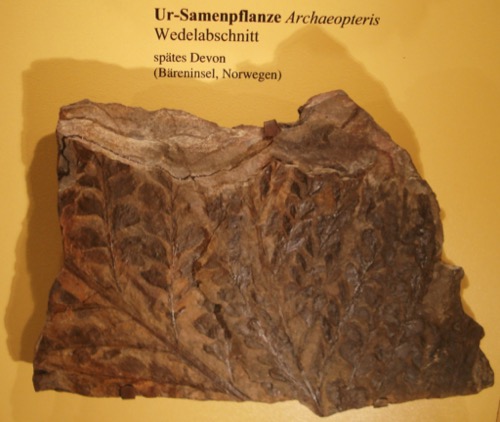 Fósil de la planta Archaeopteris sp.