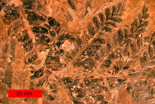 Fósil de planta de la clase Medullosopsida, de apariencia similar a un helecho.