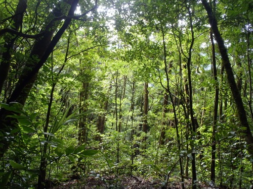 Vegetación característica de un bosque tropical lluvioso de Costa Rica.
