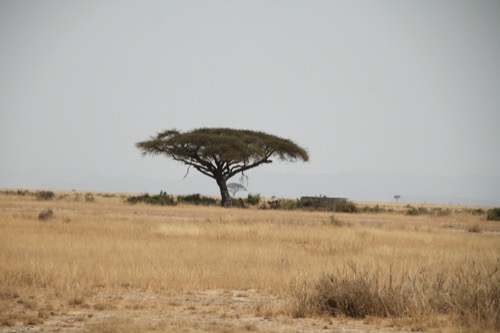 Árbol en medio de un pastizal en la sabana africana.
