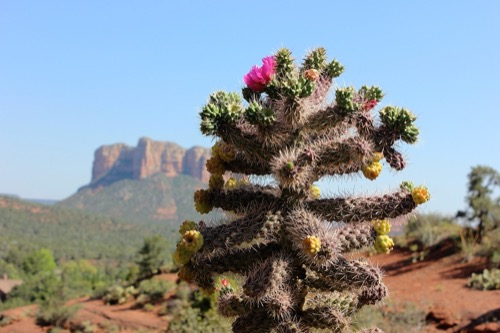 Primer plano de cactus espinoso con flor rosada en desierto cálido.