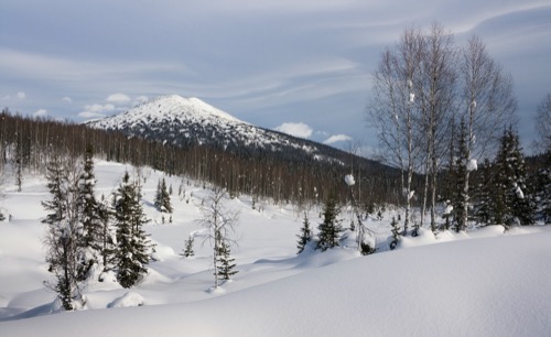 Paisaje nevado de la taiga siberiana en el cual predominan coníferas.