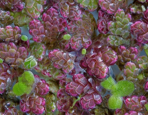 Helecho acuático Azolla mexicana en su hábitat. Tiene hojas gruesas de colores verde y púrpura, y sobresalen en agua.
