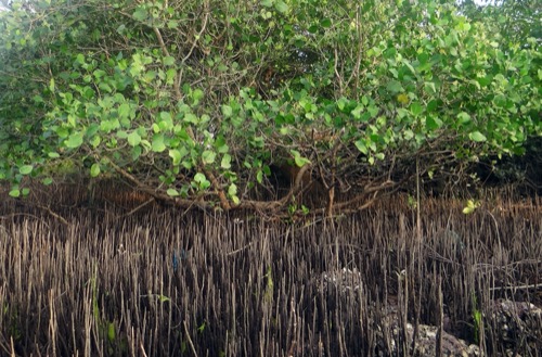 Gran cantidad de neumatóforos sobre el suelo de un manglar.
