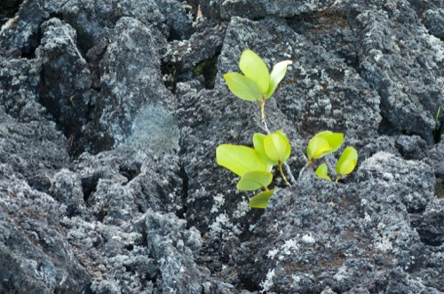 Planta que emerge en las faldas de un volcán. En el suelo se observan líquenes.