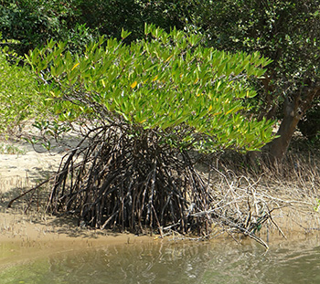 Árbol de manglar con raíces que se originan en partes aéreas de la planta, algunas de ellas tocan el suelo.