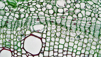 Corte transversal de tallo de planta dicotiledónea en el que se muestran distintos tipos de tejidos.